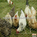 galvanized chicken wire / plastic coated chicken wire netting